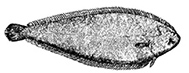 Dicologlossa cuneata_claves.jpg